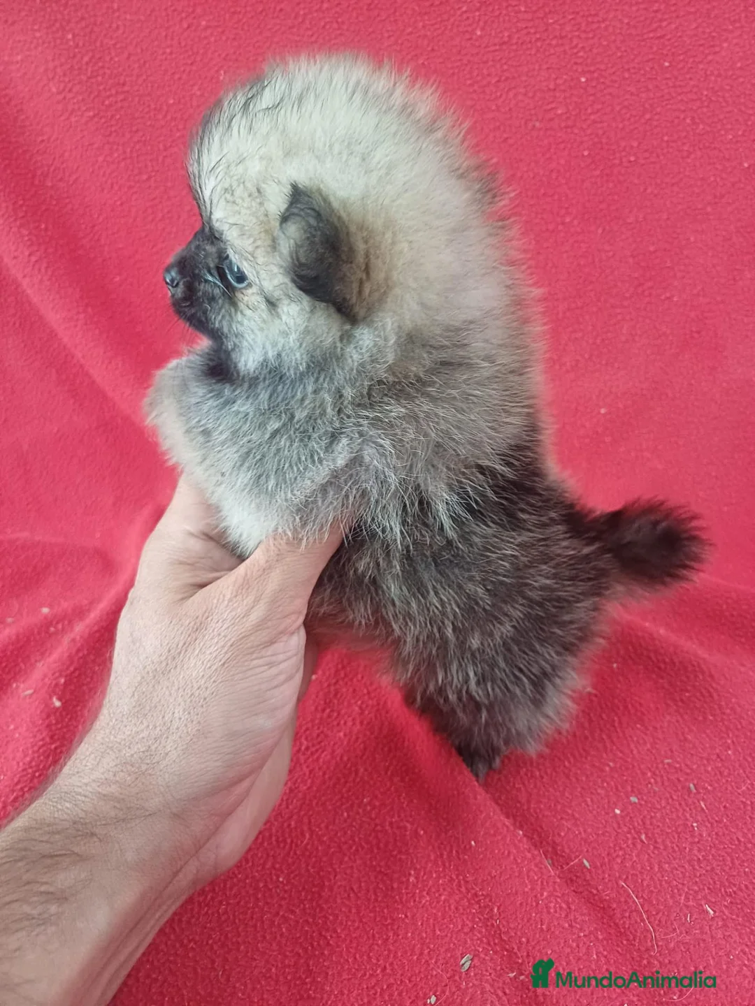 Pomerania perros en venta: Pomerania Sable - Anuncio 2