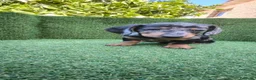 Teckel Miniatura perros en venta: teckel miniatura arlequín y varios colores  - Anuncio 6