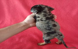 Teckel Miniatura perros en venta: Teckel Miniatura Arlequin  - Imagen 2
