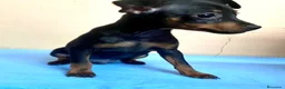 Pinscher Miniatura perros en venta: Pinscher miniatura - Anuncio 5