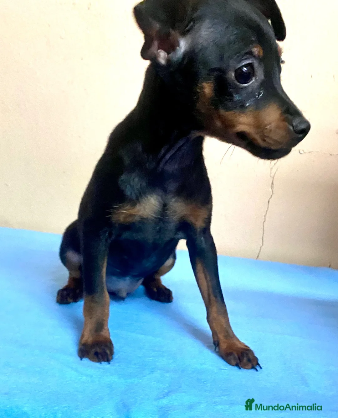 Pinscher Miniatura perros en venta: Pinscher miniatura - Anuncio 5