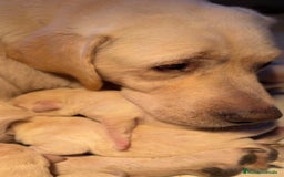 Labrador Retriever perros en venta: Labrador amarillo  - Imagen 7