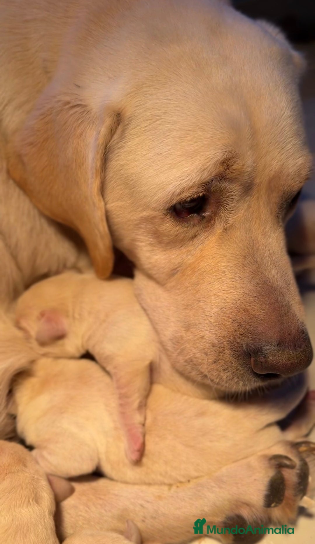 Labrador Retriever perros en venta: Labrador amarillo  - Imagen 7
