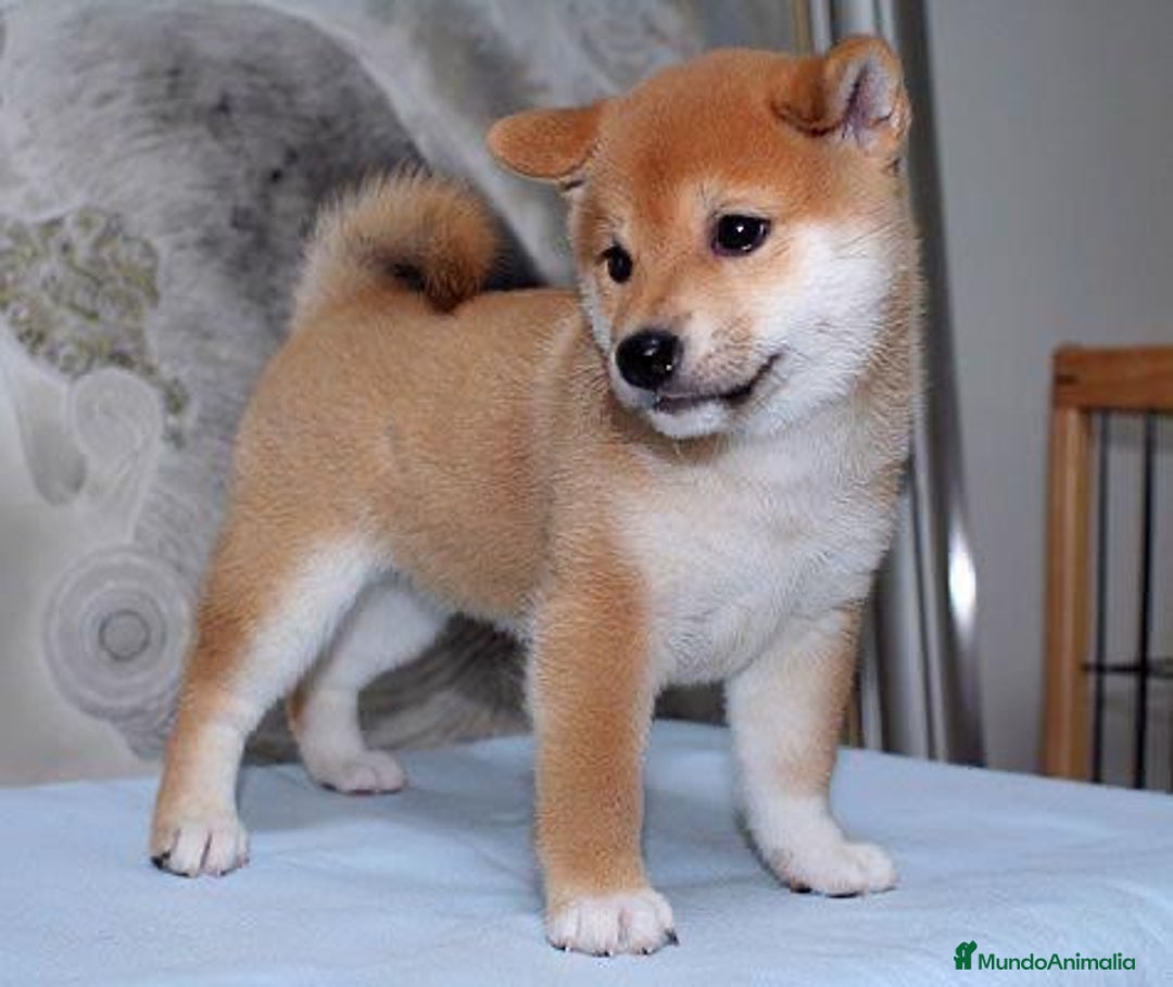Shiba Inu perros en venta: Shiba Cachorro - Anuncio 4
