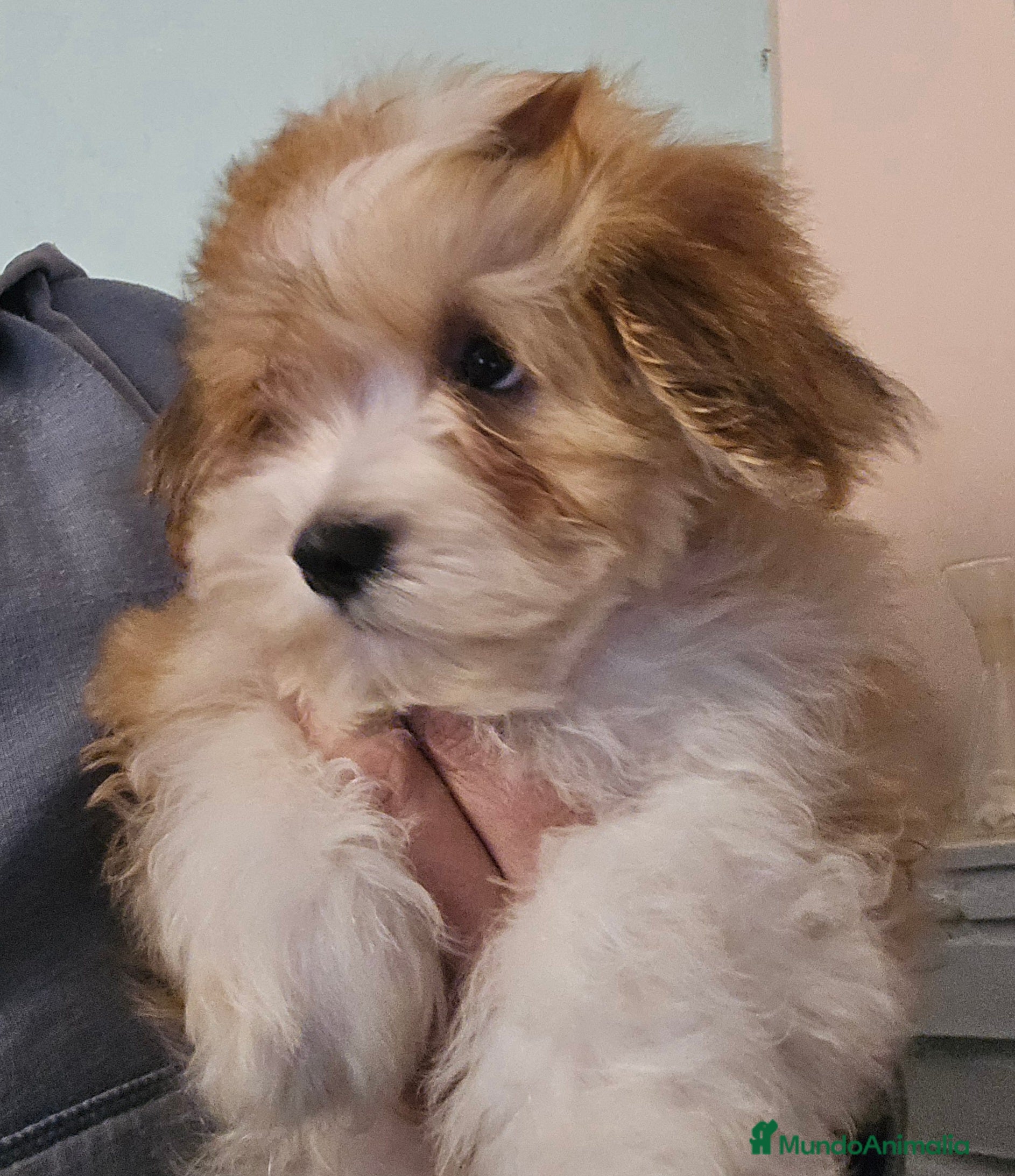 Bichón Habanero perros BICHON HABANERO - Anuncio 2