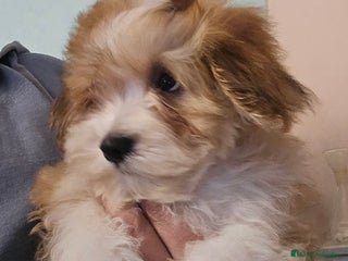 Bichón Habanero perros BICHON HABANERO - Anuncio 2