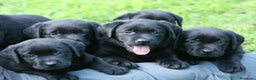 Labrador Retriever perros en venta: cachorros labrador negros y canela - Anuncio 1