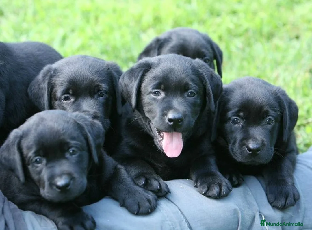Labrador Retriever perros en venta: cachorros labrador negros y canela - Anuncio 1