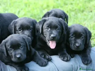 Labrador Retriever perros cachorros labrador negros y canela - Anuncio 13