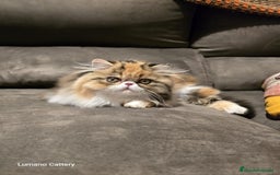 Ragdoll gatos en venta: Persa Pura Calico - Imagen 1