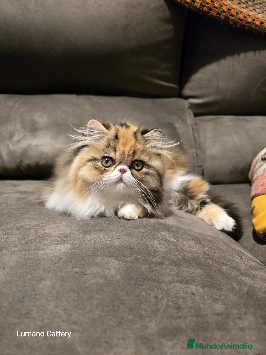 Ragdoll gatos en venta: Persa Pura Calico - Imagen 1