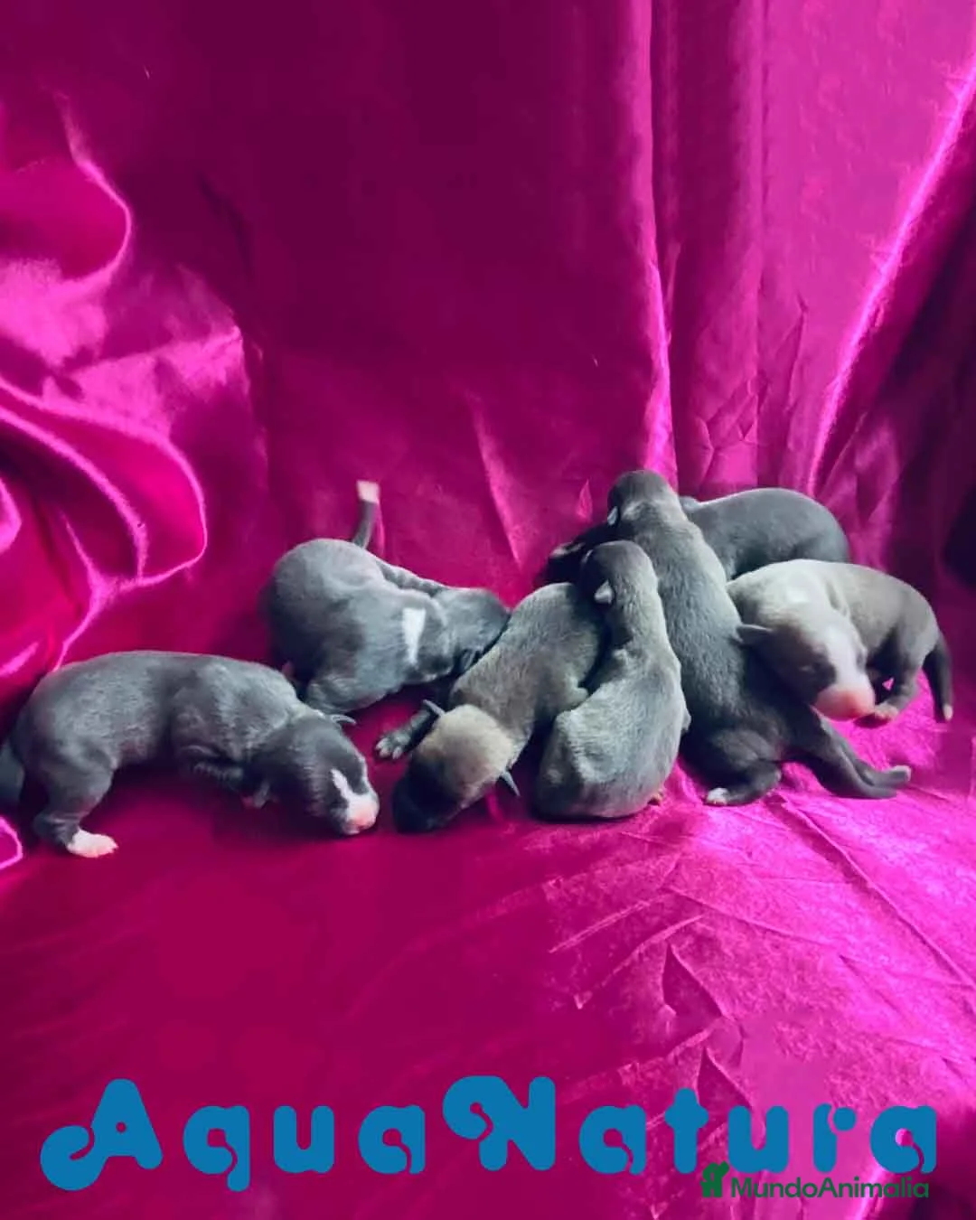 Pequeño Lebrel Italiano perros en venta: Camada Lebrel Italiano de AB y Omega AQUANATURA en Barcelona - Anuncio 4