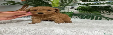 Caniche Enano 1