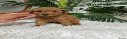 Caniche Enano perros en venta: CANICHE ENANO - Anuncio 1
