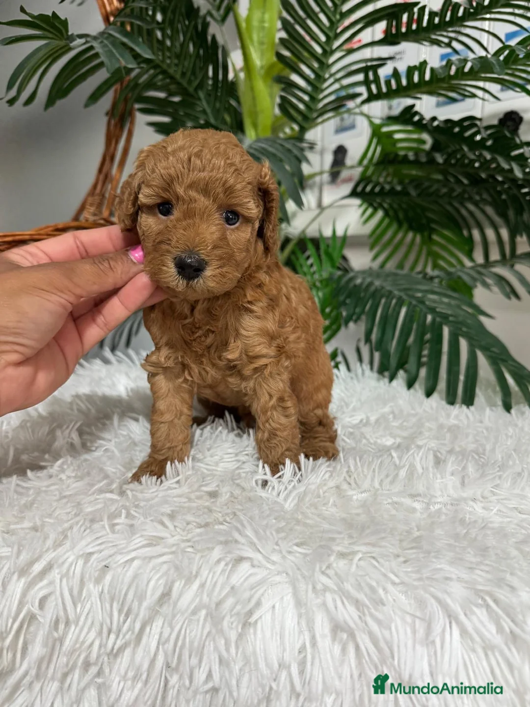 Caniche Enano perros en venta: CANICHE ENANO - Anuncio 1