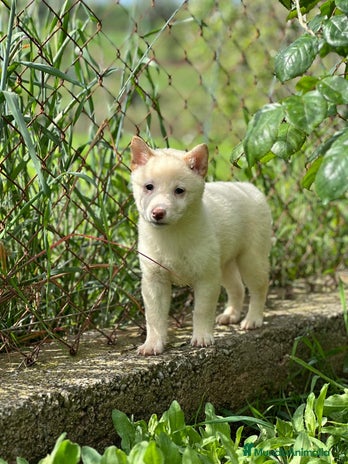 Shiba Inu perros en Barcelona - Anuncio 20