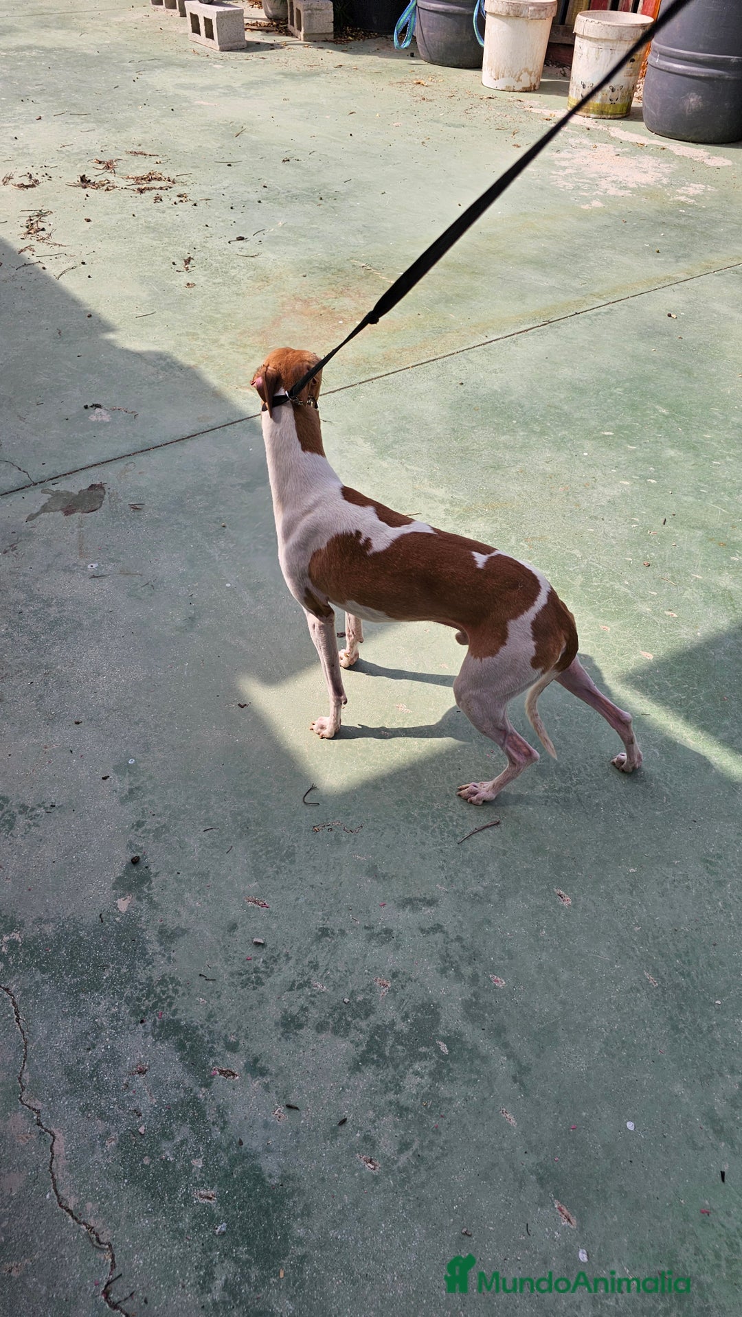 Pequeño Lebrel Italiano perros en venta: Pequeño lebrel italiano  - Imagen 4