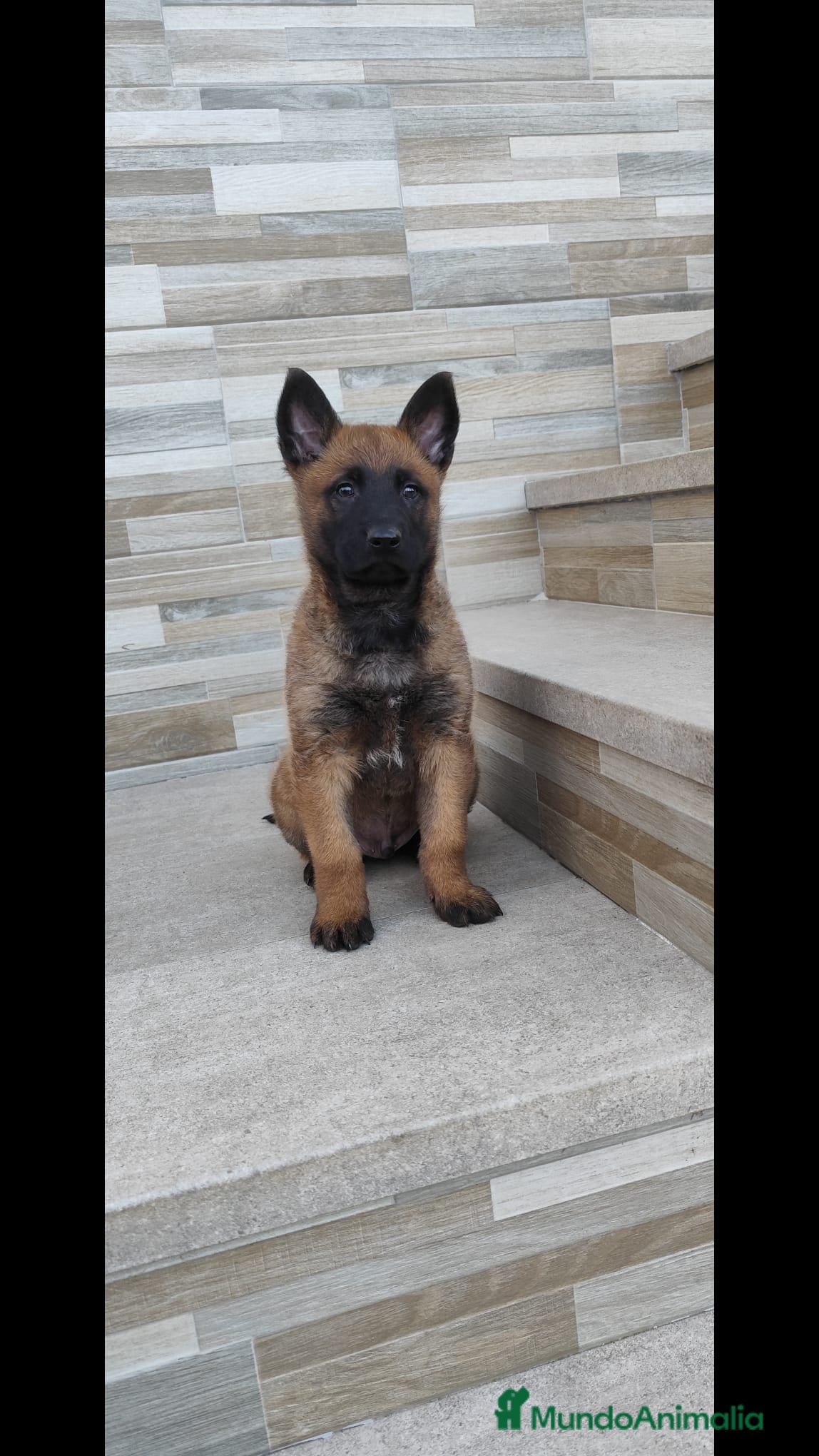 Pastor Belga Malinois perros Último macho de Malinois - Anuncio 1