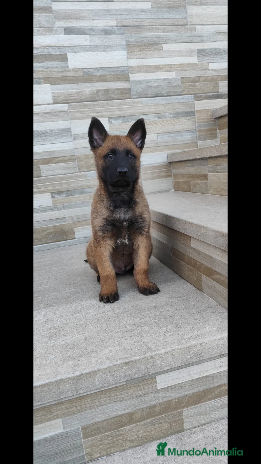 Pastor Belga Malinois perros en venta: Último macho de Malinois - Anuncio 1