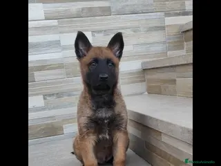 Pastor Belga Malinois perros Último macho de Malinois - Anuncio 1