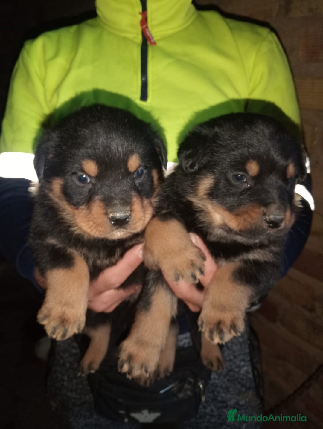 Rottweiler perros en venta: Rottweiler  - Anuncio 2