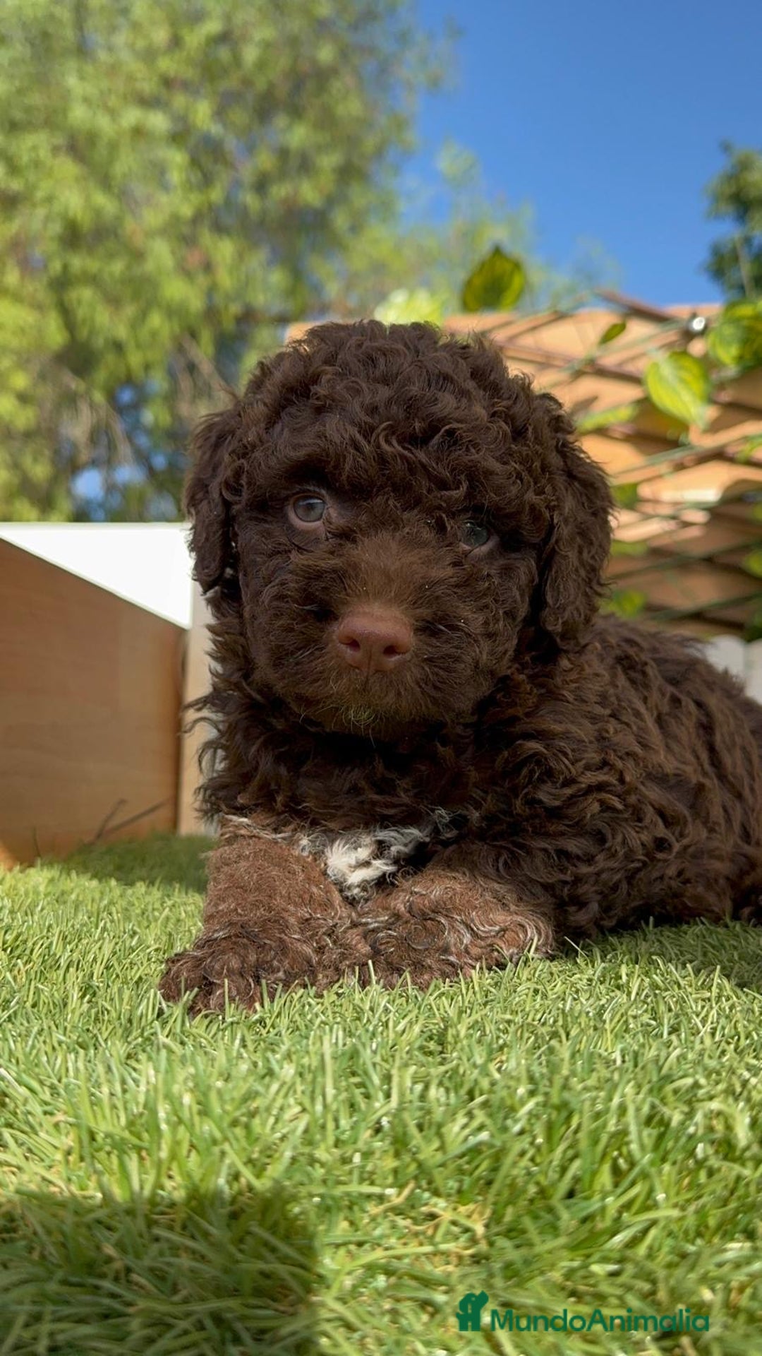 Perro de Agua Español perros en venta: PERRO DE AGUA HEMBRA - Imagen 18