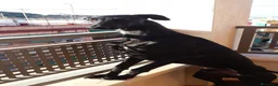 Galgo Español perros en venta: GALGO ESPAÑOL MACHO - Anuncio 6
