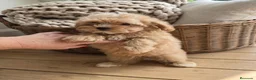 Maltipoo perros en venta: Maltipoo toy asiático 💎 miniatura  - Anuncio 1