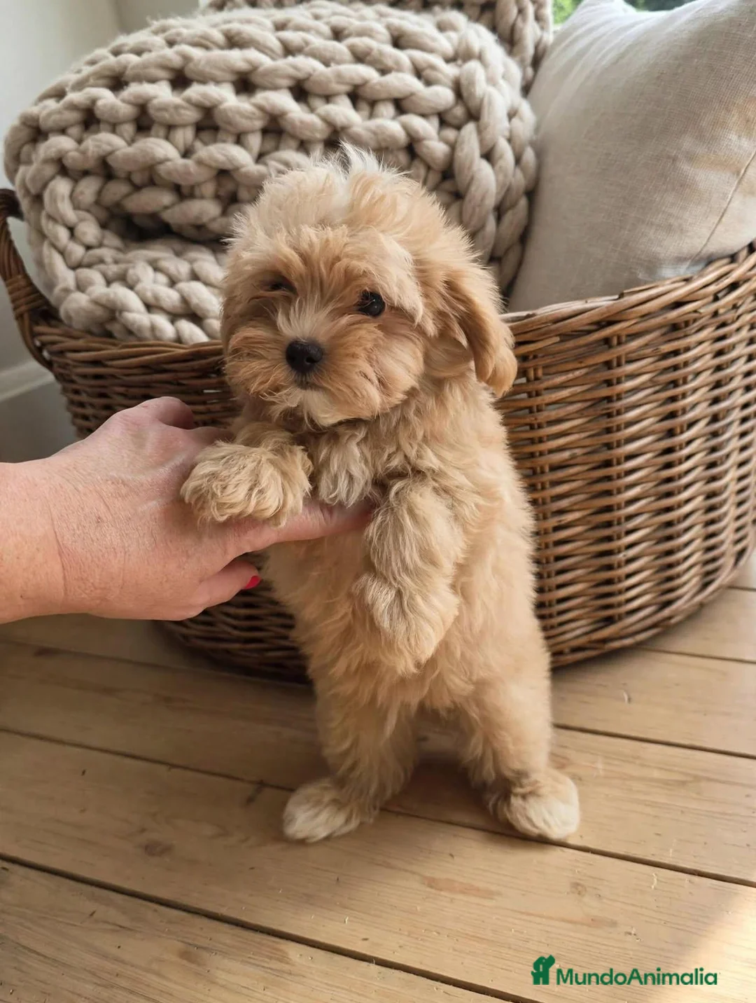 Maltipoo perros en venta: Maltipoo toy asiático 💎 miniatura  - Anuncio 1