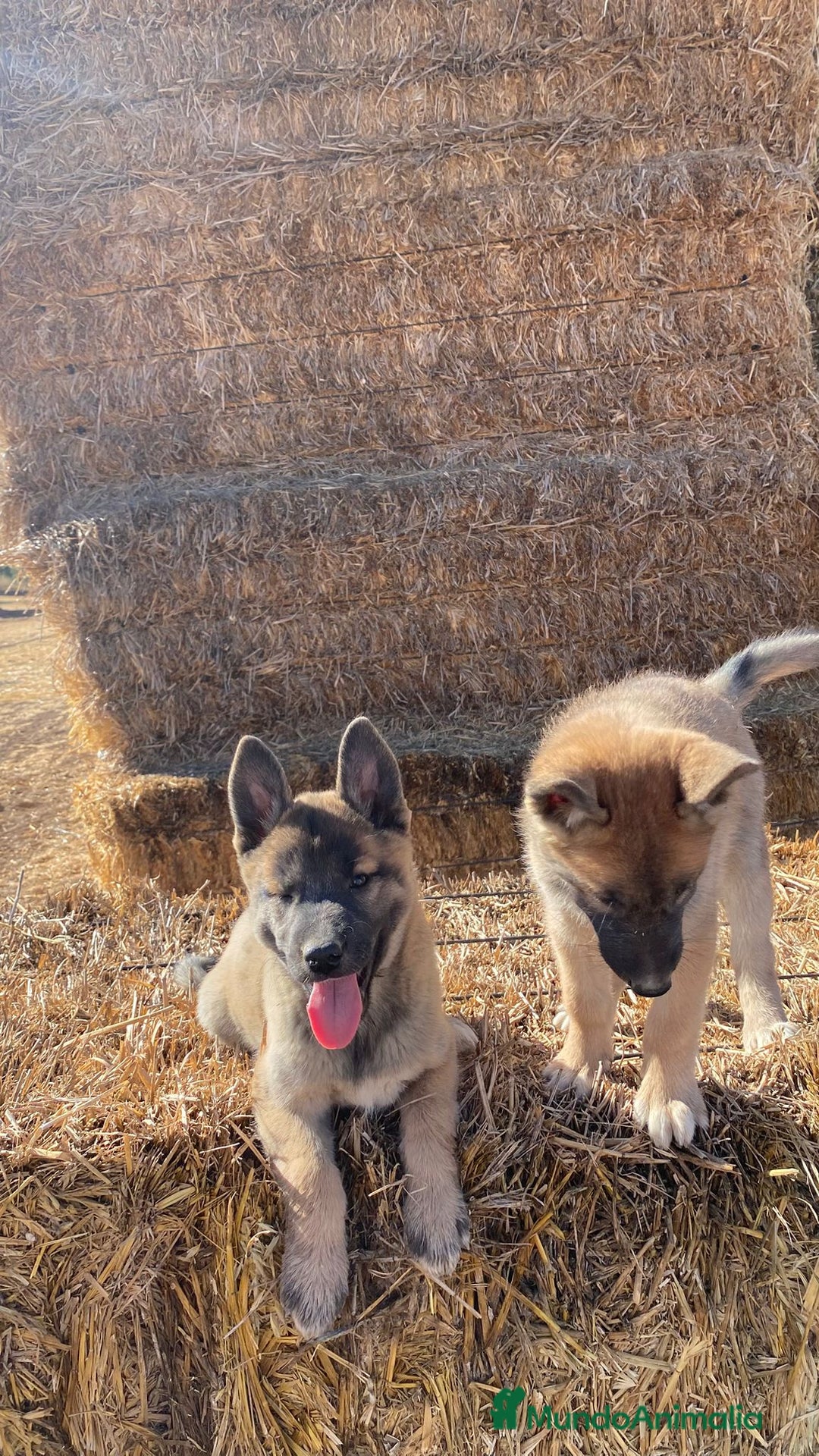 Pastor Belga Malinois perros en venta: Malinois - Imagen 1