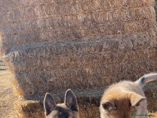 Pastor Belga Malinois perros - Anuncio 34