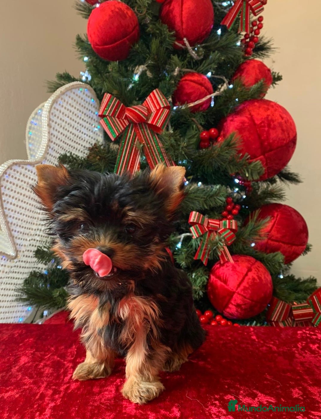 Yorkshire Terrier perros en venta: Niña de Yorkshire🐾 - Anuncio 2