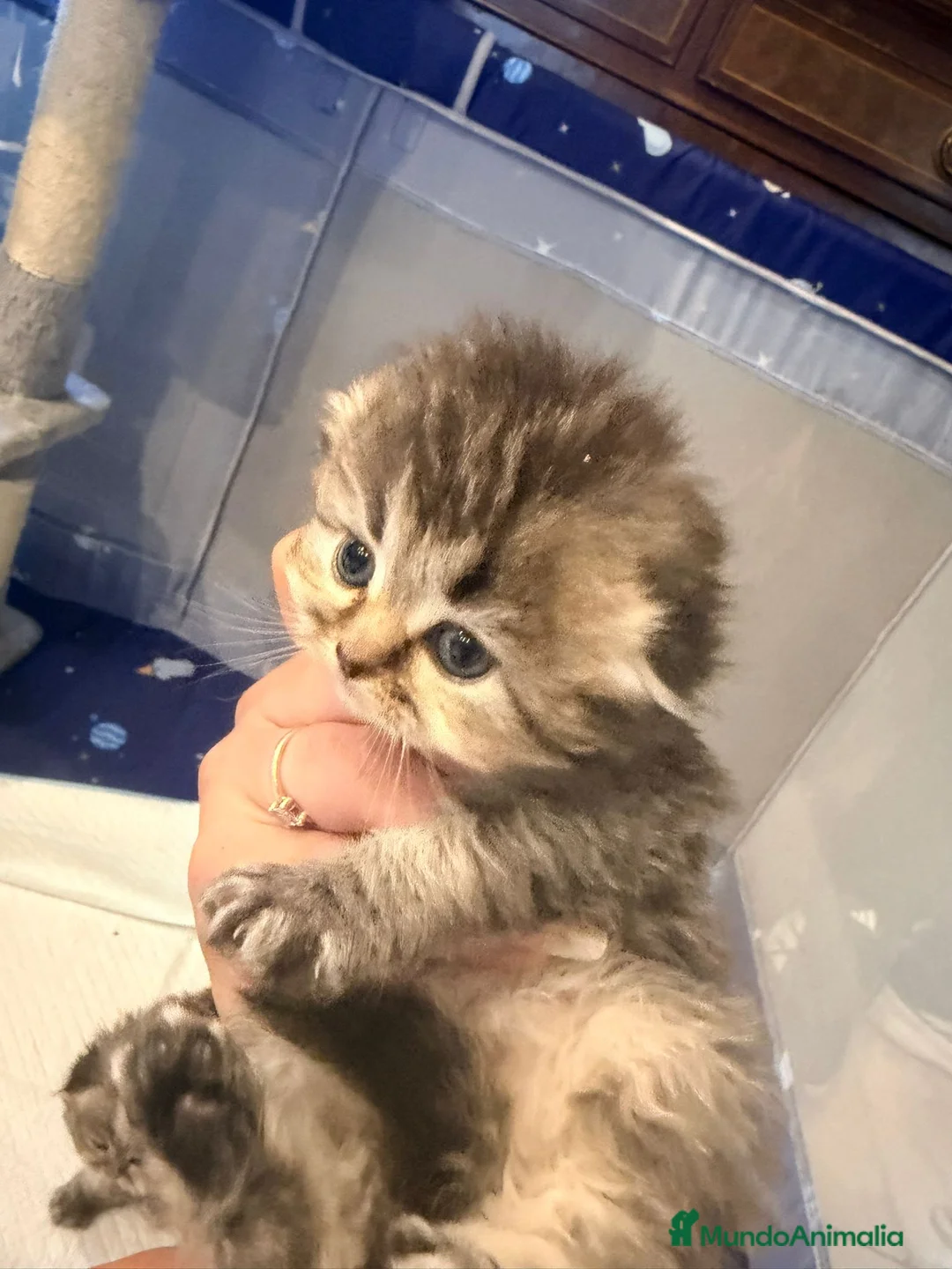 Scottish Straight gatos en venta: Scottish Fold Pelo Largo 641387649 - Anuncio 2