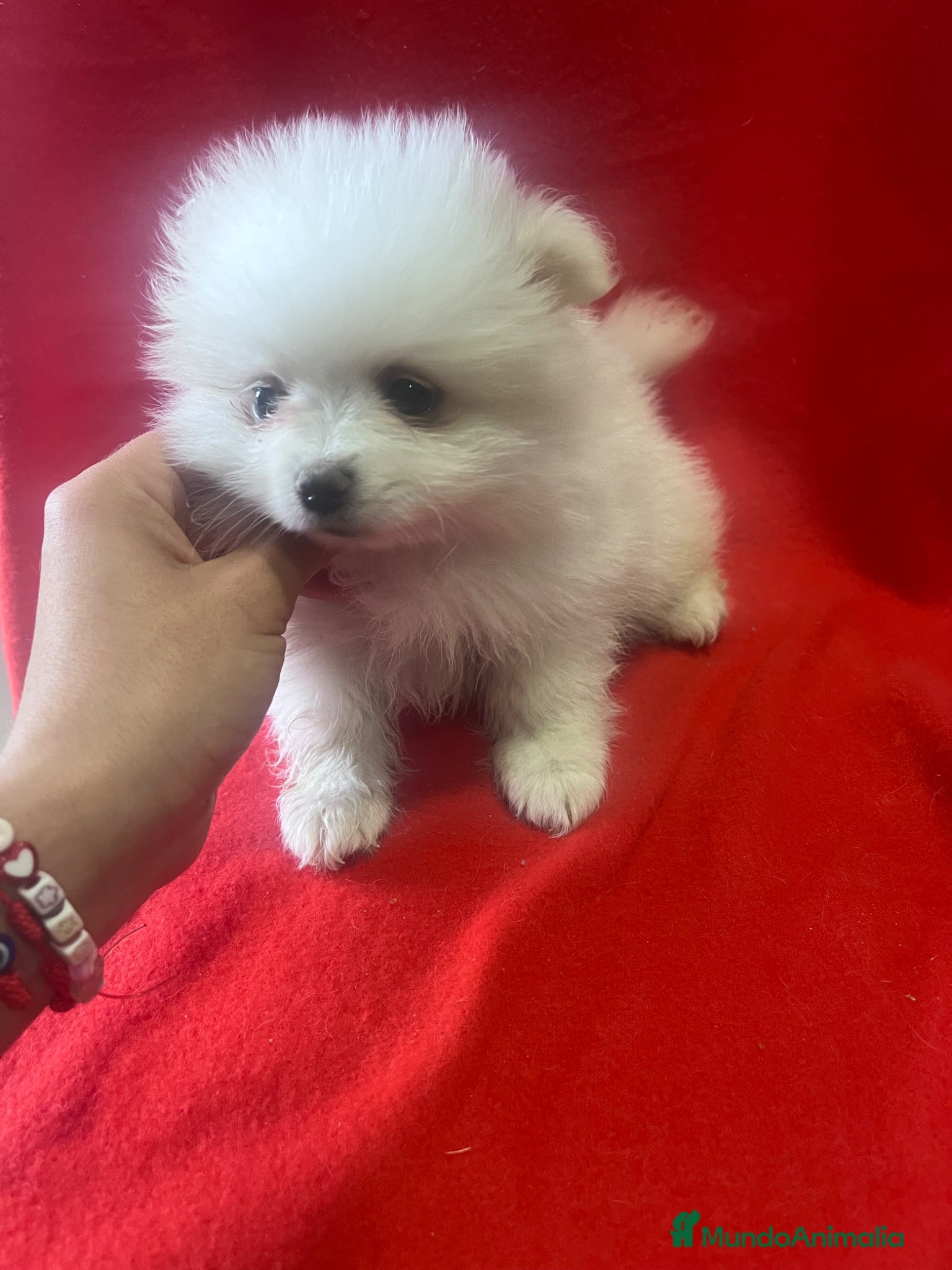 Pomerania perros PRECIOSA PAREJA DE POMERANIA RUSO - Anuncio 5