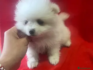 Pomerania perros PRECIOSA PAREJA DE POMERANIA RUSO - Anuncio 5