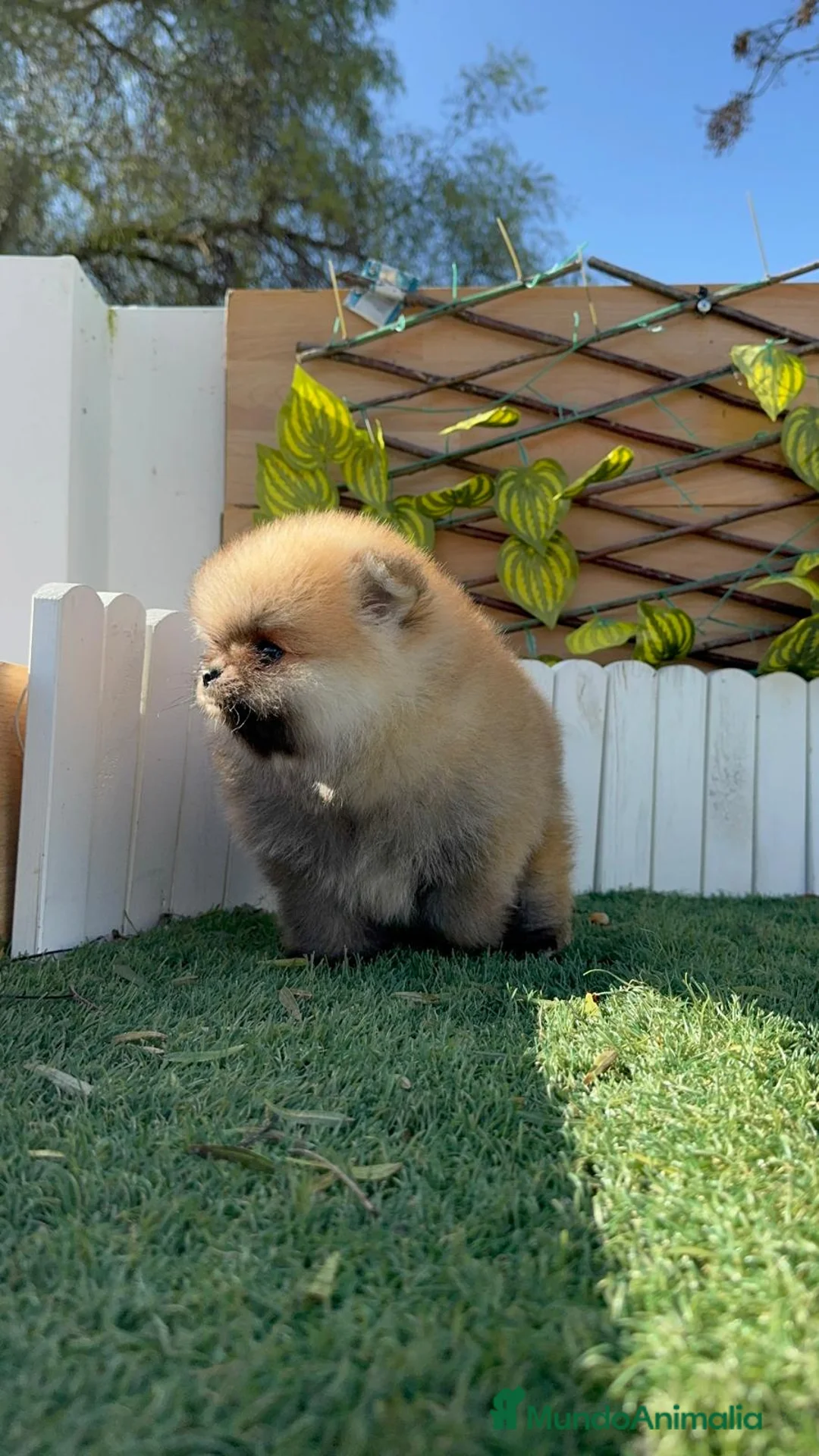Pomerania perros en venta: POMERANIA MACHO - Anuncio 2