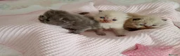 Exótico de Pelo Largo gatos en venta: Gatitos persa y malayo disponible - Anuncio 4