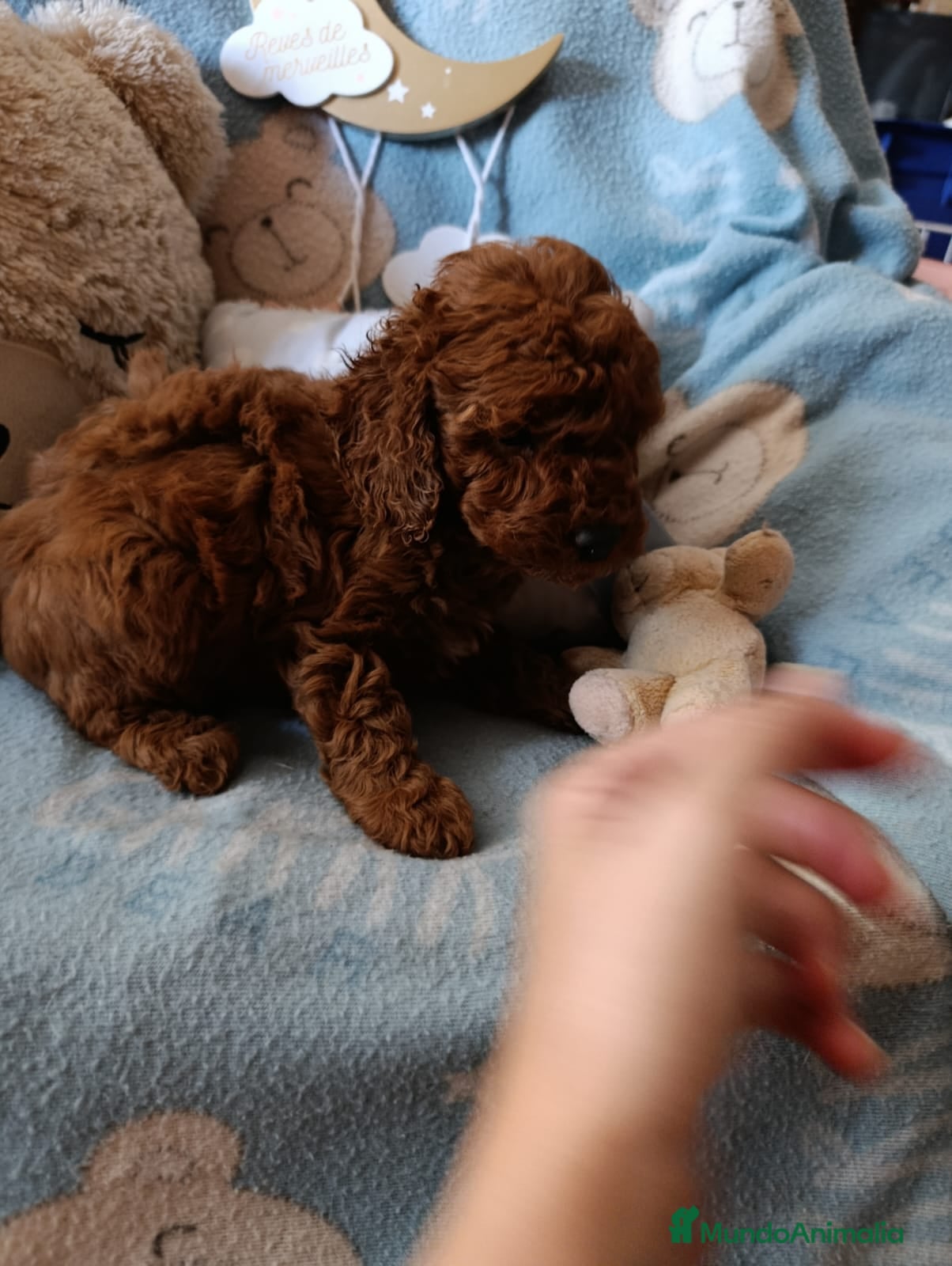 Caniche Toy perros Ultimos cachorritos de caniche - Anuncio 26