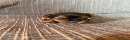 Yorkshire Terrier perros en venta: Cachorros Yorkshire Terrier  - Anuncio 4