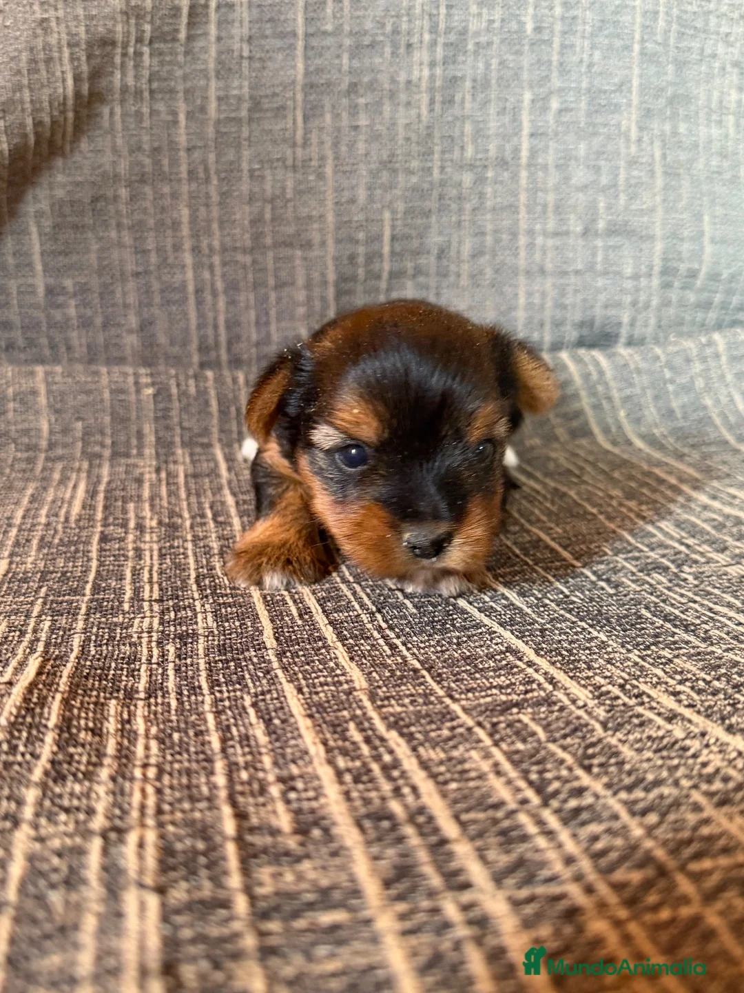 Yorkshire Terrier perros en venta: Cachorros Yorkshire Terrier  - Anuncio 4