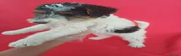 Fox Terrier de Pelo Duro perros en venta: Foxterrier Pelo Duro  - Anuncio 2