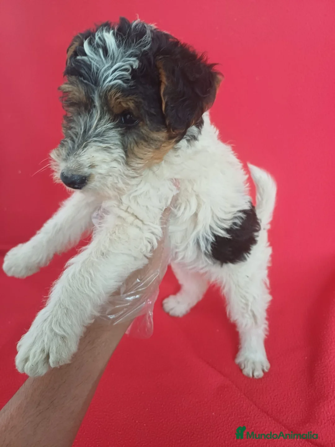 Fox Terrier de Pelo Duro perros en venta: Foxterrier Pelo Duro  - Anuncio 2