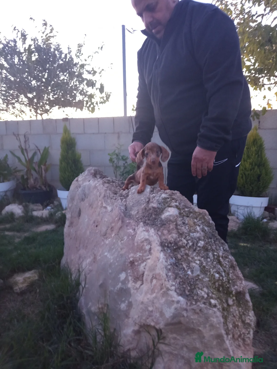 Teckel Miniatura perros en venta: Preciosos cachorros teckel miniatura  - Anuncio 2