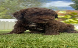 Perro de Agua Español perros en venta: PERRO DE AGUA ESPAÑOL MACHO CHOCOLATE - Imagen 8
