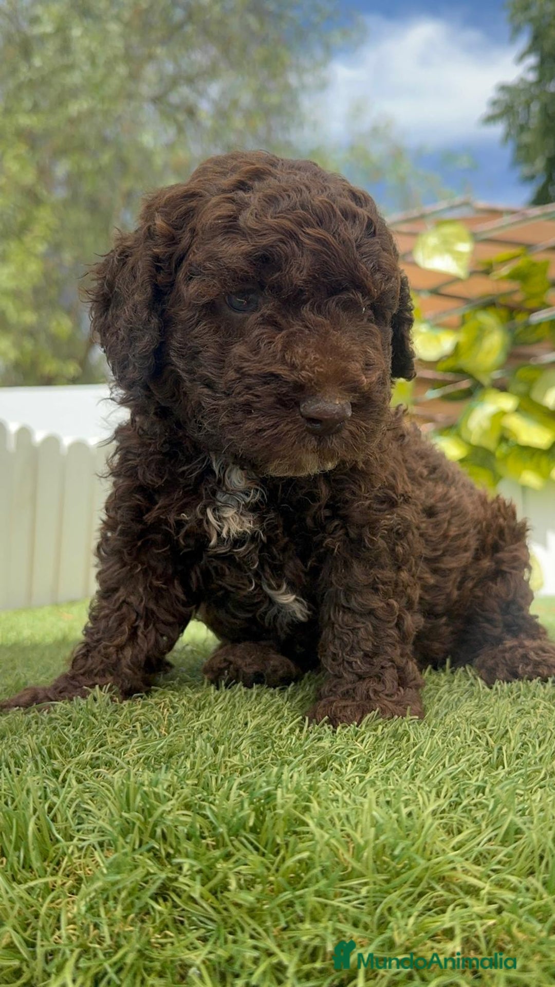 Perro de Agua Español perros en venta: PERRO DE AGUA ESPAÑOL MACHO CHOCOLATE - Imagen 8