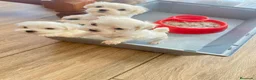 Bichón Maltés perros en venta: Bichon Maltese toy - Anuncio 5