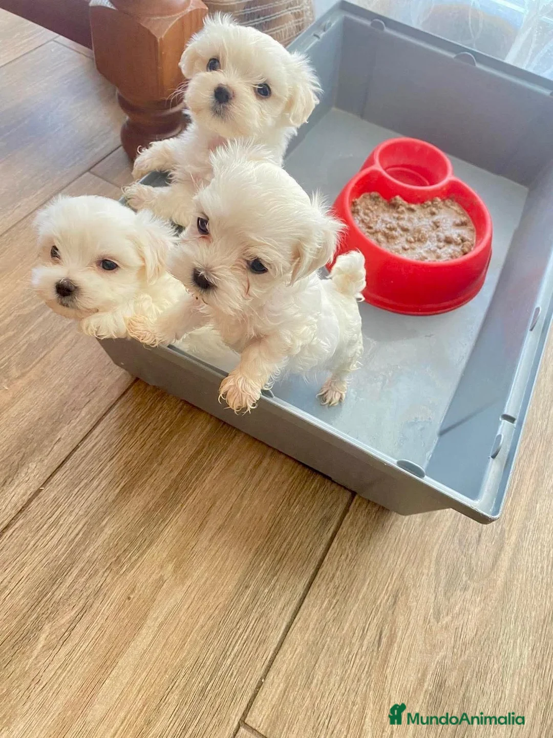 Bichón Maltés perros en venta: Bichon Maltese toy - Anuncio 5