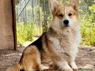 Welsh Corgi Pembroke perros Corgi pembroke excepcional - Anuncio 7