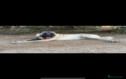 Pastor de Asia Central perros en venta: Kangal turco 1 año - Imagen 3