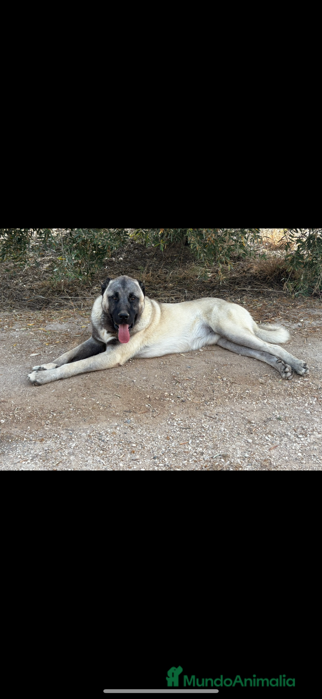 Pastor de Asia Central perros en venta: Kangal turco 1 año - Imagen 3